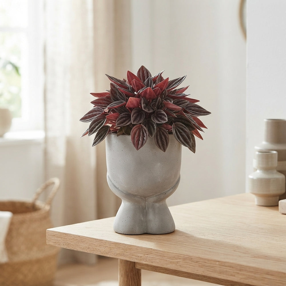 Mini Green Plant Arrangement – 14cm Grey Ceramic Pot
