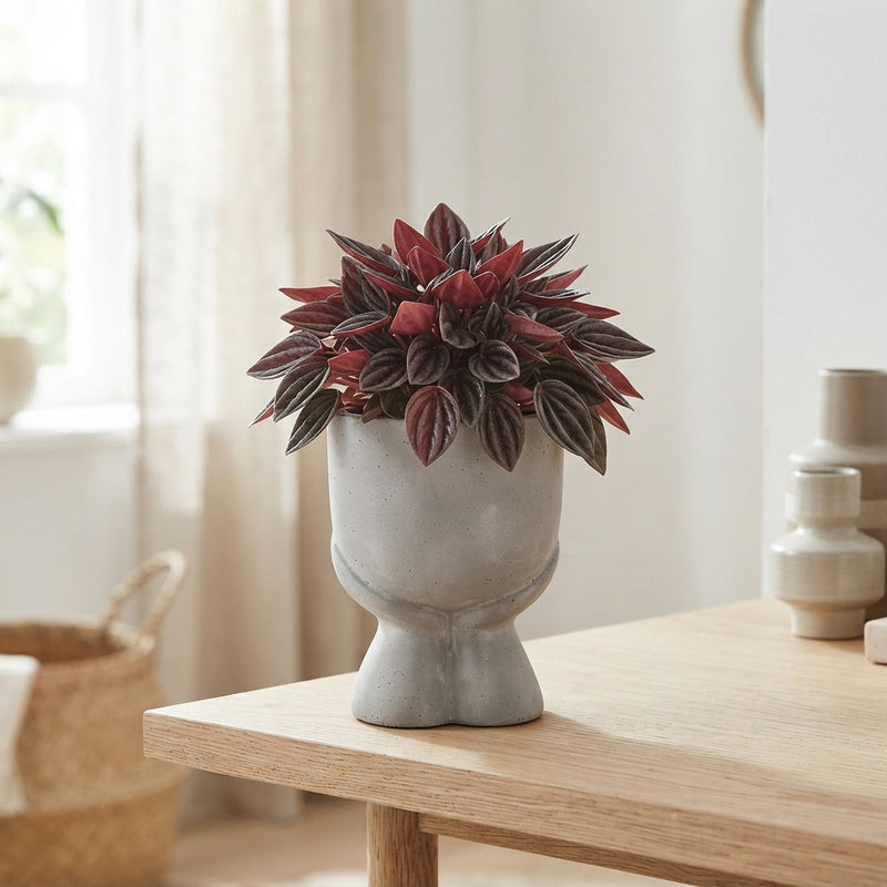 Mini Green Plant Arrangement – 14cm Grey Ceramic Pot