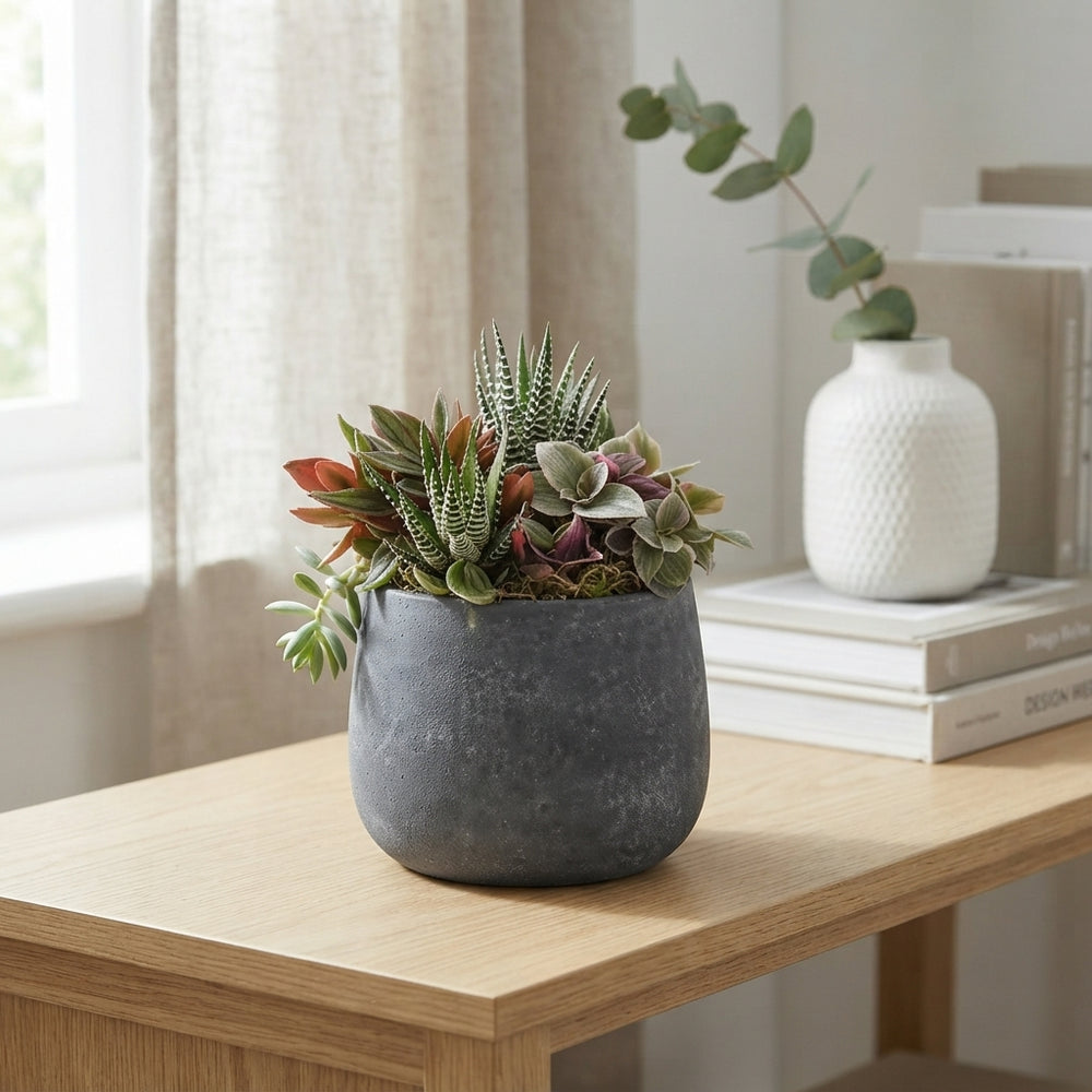 Green Mixed Plant Arrangement – 13cm Anthracite Ceramic Pot