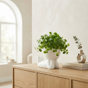 Pilea ‘Lazy Dude’ Arrangement – 14cm Ceramic Pot