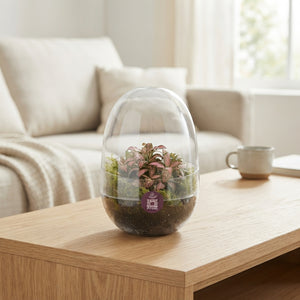 Small Fittonia Terrarium – 12cm Glass Pot