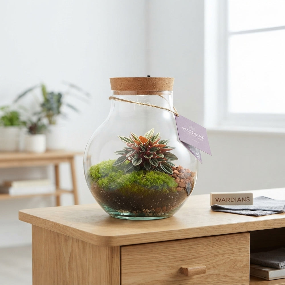 Venus Flytrap Terrarium with Rechargeable LED Light – 20cm