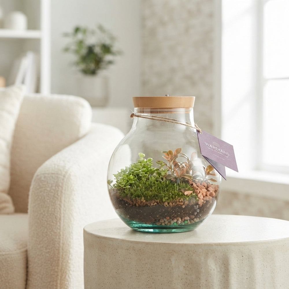Venus Flytrap Terrarium with Rechargeable LED – 20cm