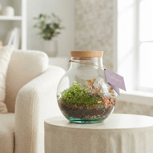 Venus Flytrap Terrarium with Rechargeable LED – 20cm