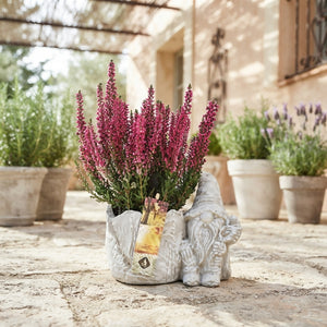 Outdoor Arrangement with Cement Gnome – 18cm Dish