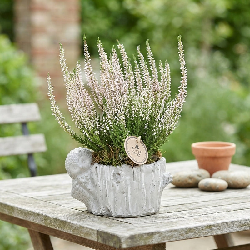 Outdoor Succulent and Bird Arrangement on Tree Trunk – 16cm Pot