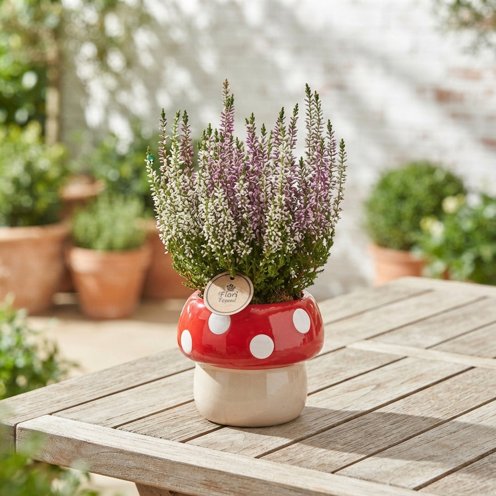 Outdoor Calluna Arrangement in Ceramic Mushroom Pot – 15cm
