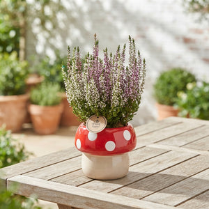 Outdoor Calluna Arrangement in Ceramic Mushroom Pot – 15cm