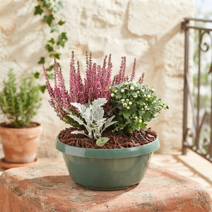 Outdoor Plant Arrangement – Classic 20cm Pot