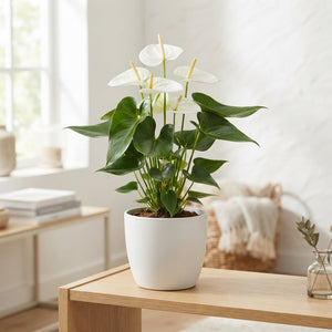 White Anthurium (Anthurium andraeanum) – 17cm Pot