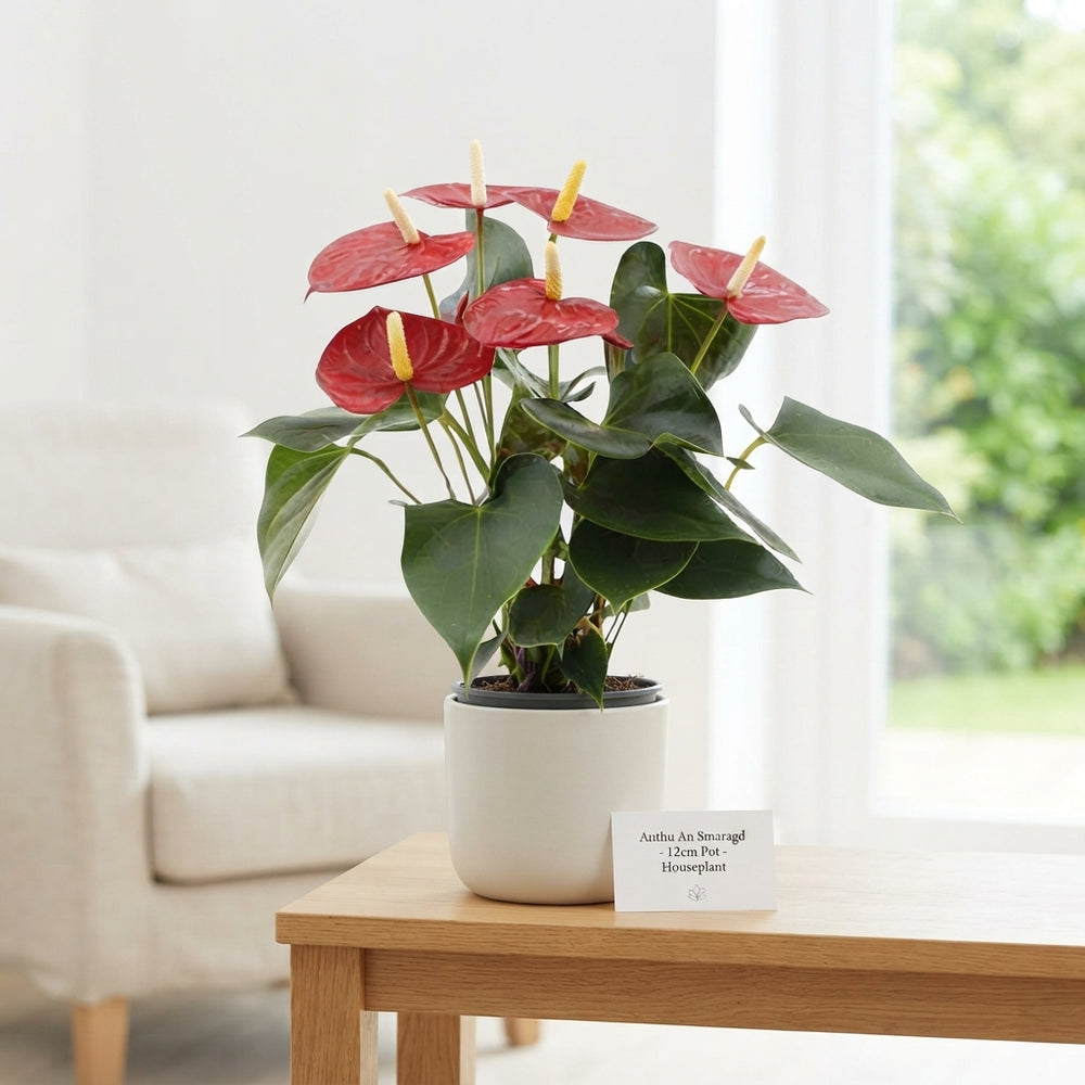 Green Anthurium (Anthurium andraeanum) – 12cm Pot
