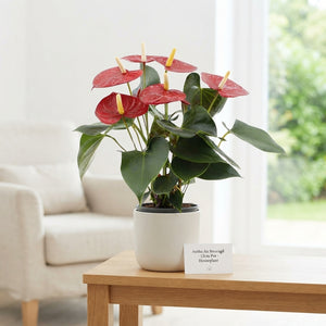 Green Anthurium (Anthurium andraeanum) – 12cm Pot