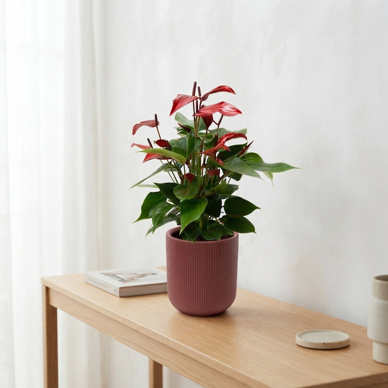 Red Anthurium ‘Atlanta’ – 12cm Pot