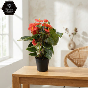 Red Anthurium (Anthurium) – 12cm Pot