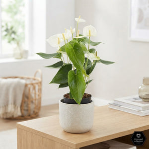 White Anthurium Houseplant (Anthurium) – 12cm Pot
