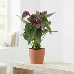 Brown Anthurium ‘Essencia’ – 12cm Pot