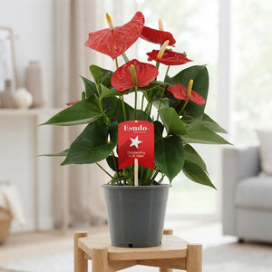 Red Anthurium – 12cm Pot, Approx. 40cm High