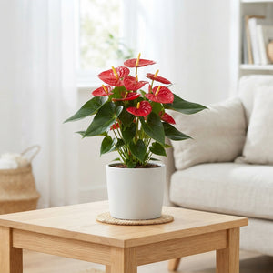 Mixed Anthurium Houseplant – 17cm Pot, 55cm High