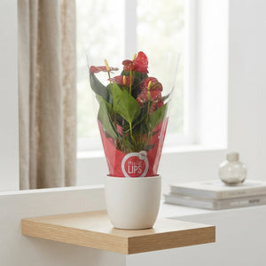 Mixed Anthurium Houseplant – 12cm Pot, 40cm High