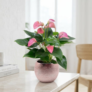 Pink Anthurium Houseplant – 12cm Rose Gold Pot