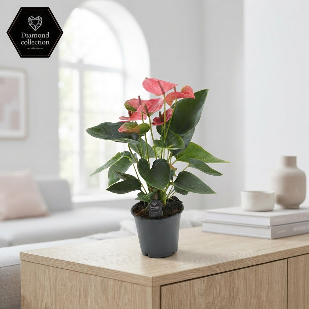 Pink Anthurium ‘Sweet Dream’ – 12cm Pot