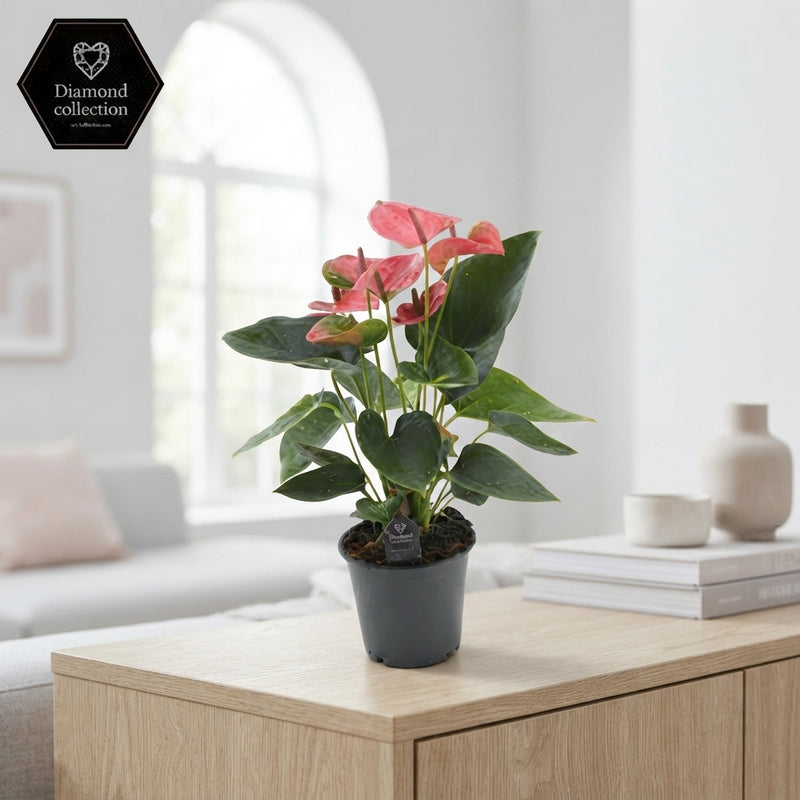 Pink Anthurium ‘Sweet Dream’ – 12cm Pot
