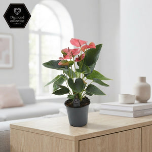 Pink Anthurium ‘Sweet Dream’ – 12cm Pot