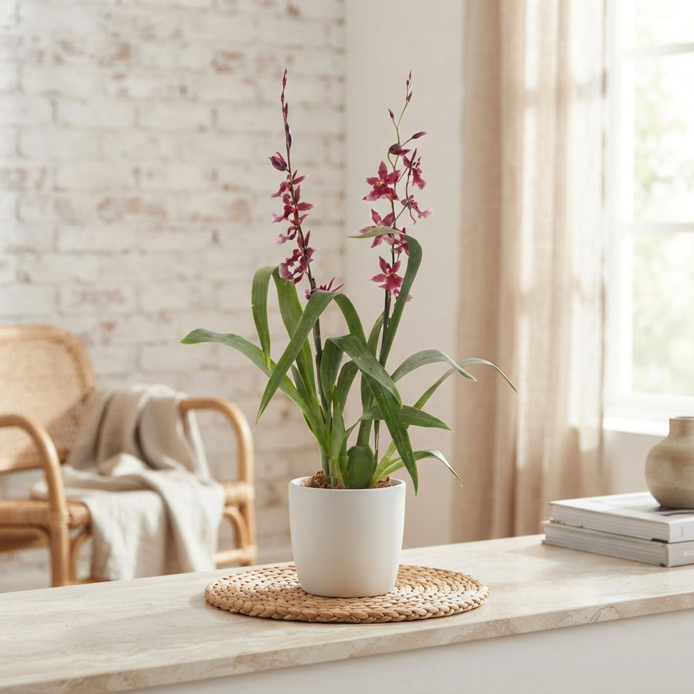 Mixed Cambria Orchid – 2 Stems, 12cm Pot