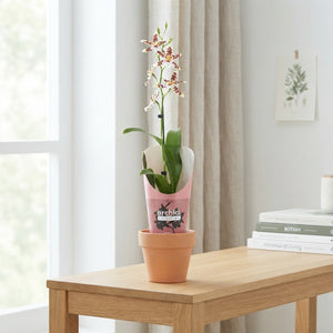 White Cambria Orchid ‘Renaissance’ – 12cm Pot