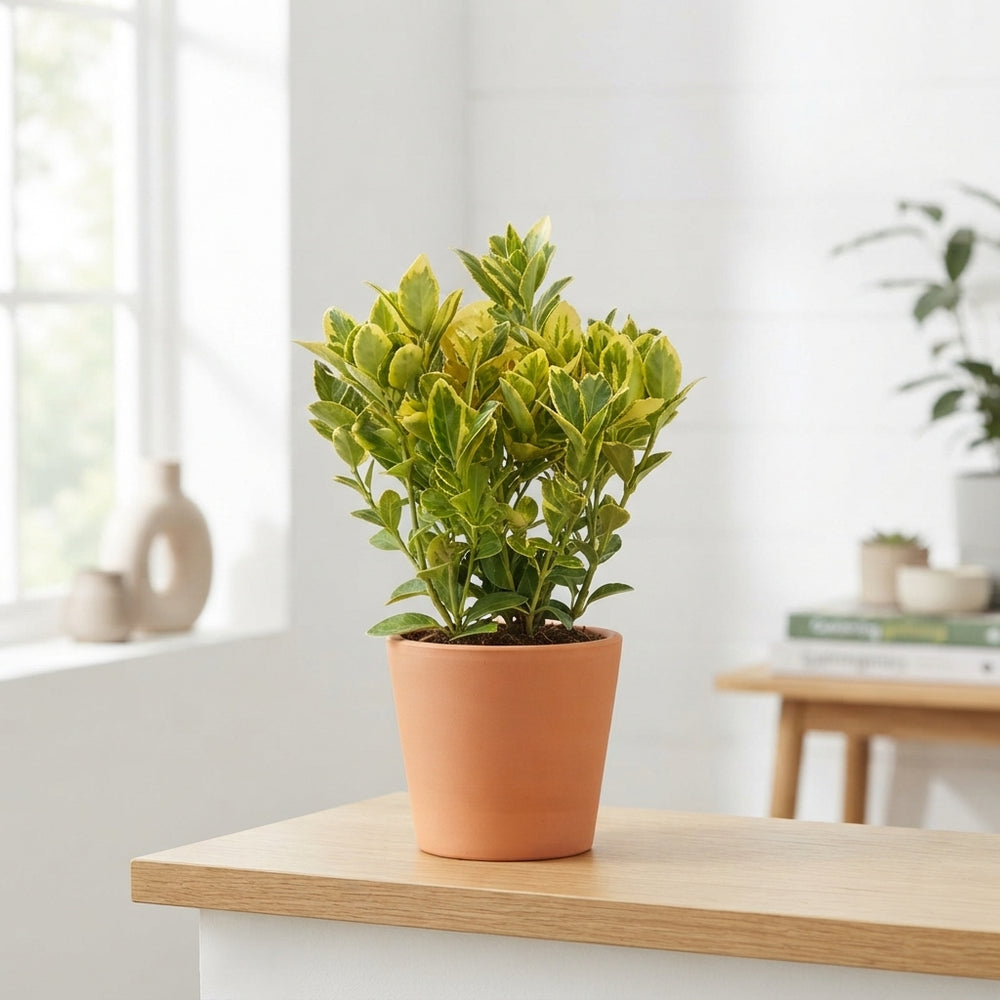 Golden Euonymus ‘Aureomarginatus’ – 13cm Pot