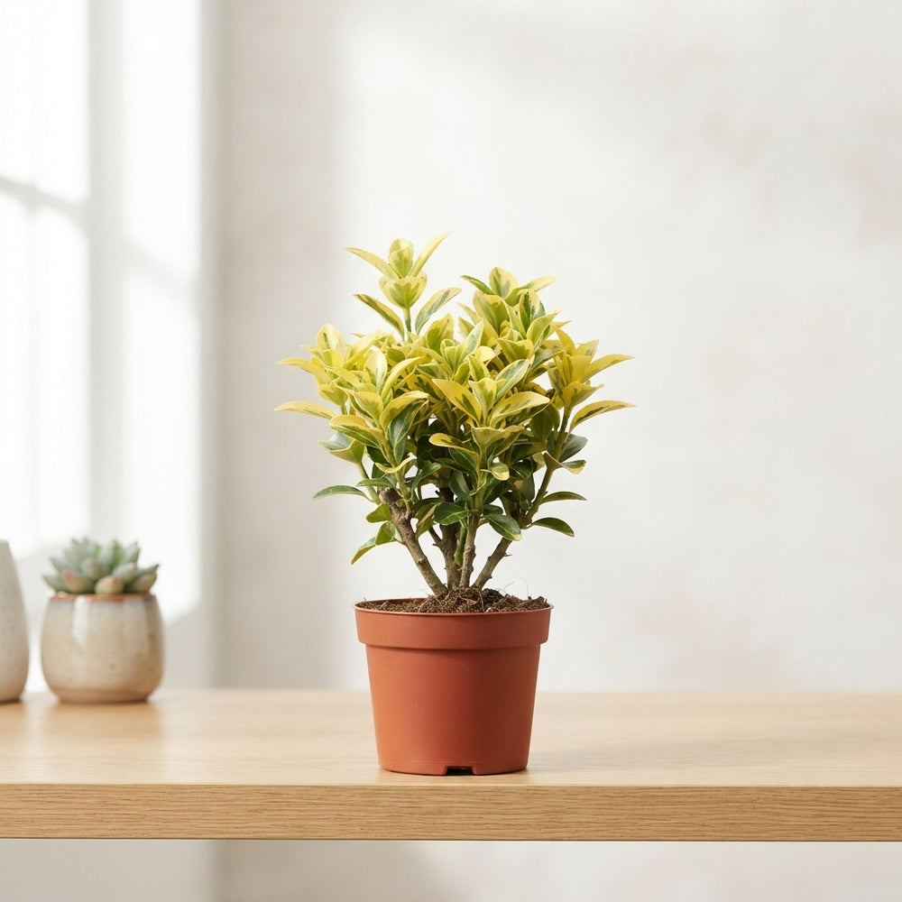 Euonymus Garden Plant – 9cm Pot
