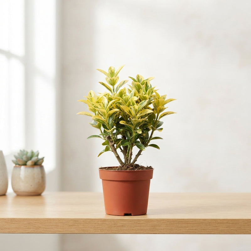 Euonymus Garden Plant – 9cm Pot
