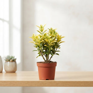 Euonymus Garden Plant – 9cm Pot