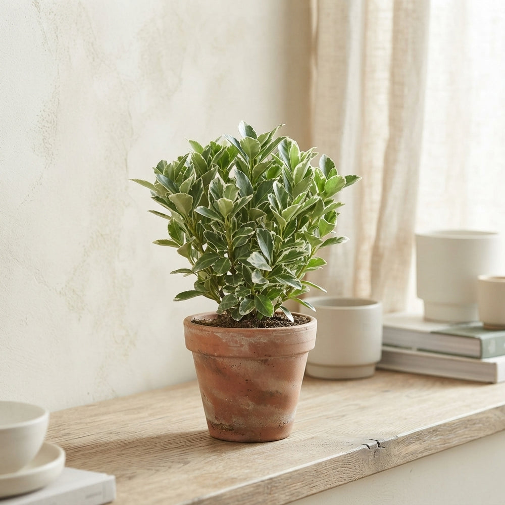 Euonymus japonicus 'Grey Beauty' – 13cm Pot