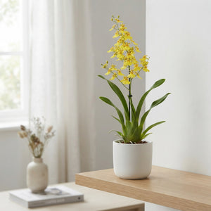 Oncidium Orchid – 12cm Pot, 55cm Height