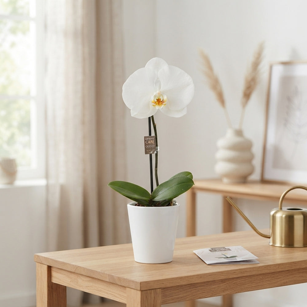 White Phalaenopsis Orchid – 9cm Ceramic Pot