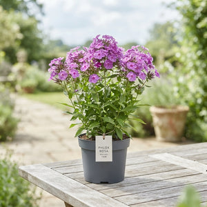 Garden Phlox (Phlox paniculata Group) – 19cm Pot
