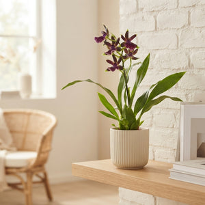 Zygopetalum Orchid – 12cm Pot, Approx. 50cm High