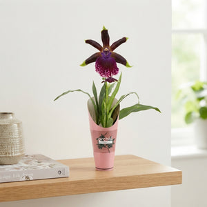 Zygopetalum Orchid – 12cm Pot, Approx. 50cm High