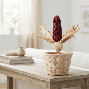 Strawberry Corn Ornamental Stem – Zea mays