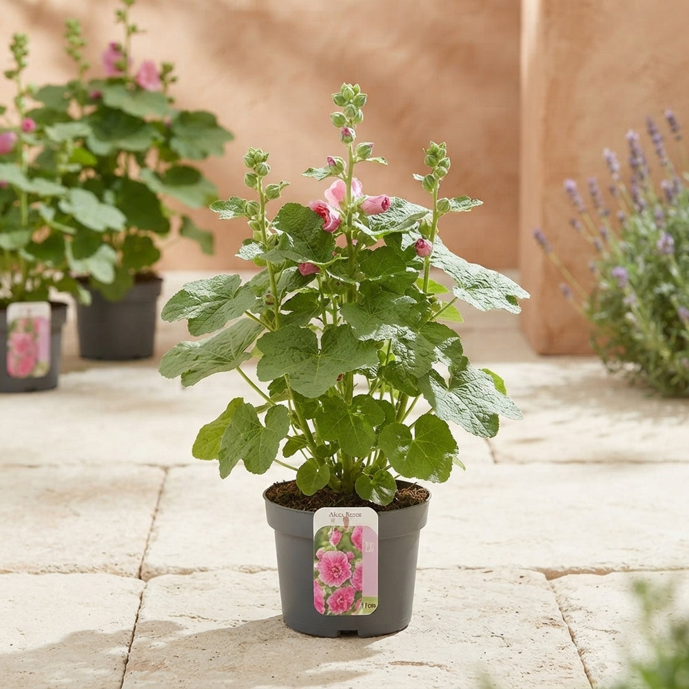 Mixed Alcea Hollyhock – 17cm Pot