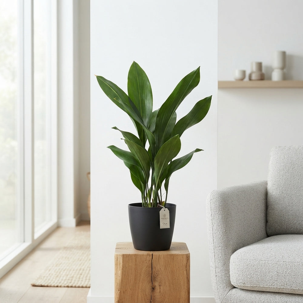 Cast Iron Plant (Aspidistra elatior) – 17cm Pot