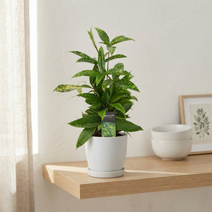 Green Dracaena Houseplant – 12cm Pot, 35cm High