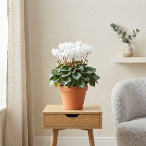 White Persian Cyclamen (Cyclamen persicum) – 10.5cm Pot