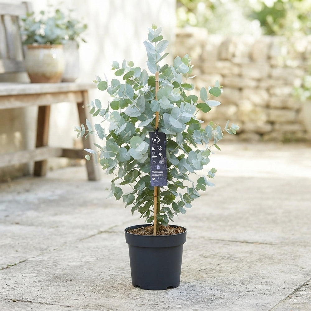 Silver Dollar Eucalyptus (Eucalyptus cinerea) – 12cm Pot