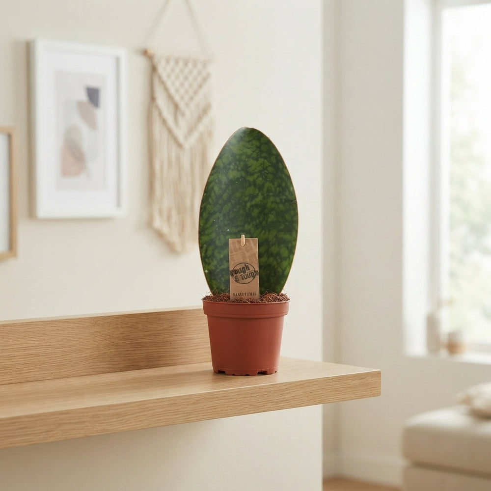 Sansevieria trifasciata ‘Victoria’ – 10.5cm Pot