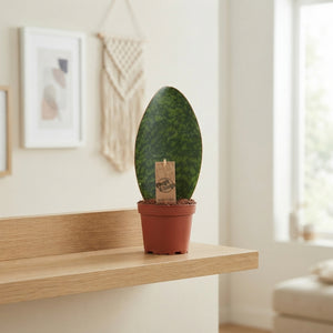 Sansevieria trifasciata ‘Victoria’ – 10.5cm Pot