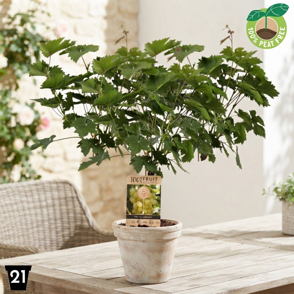 Lakemont Seedless Grape Vine (Vitis vinifera) – 21cm Pot