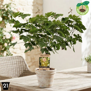 Lakemont Seedless Grape Vine (Vitis vinifera) – 21cm Pot