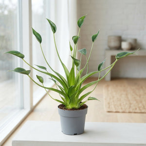 Alocasia Tiny Dancer – 14cm Pot